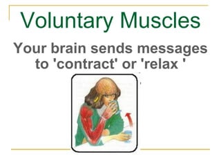 Voluntary Muscles Your brain sends messages to 'contract' or 'relax ' muscles. 