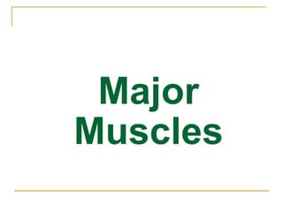 Major Muscles 