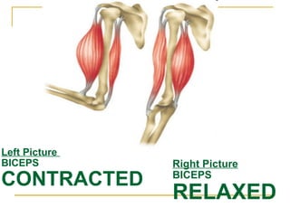 Left Picture  BICEPS CONTRACTED Right Picture BICEPS RELAXED 