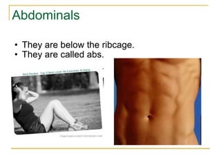 Abdominals They are below the ribcage. They are called abs. 