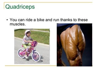 Quadriceps You can ride a bike and run thanks to these muscles. 