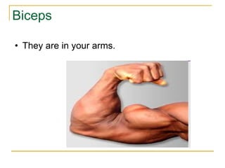 Biceps They are in your arms. 