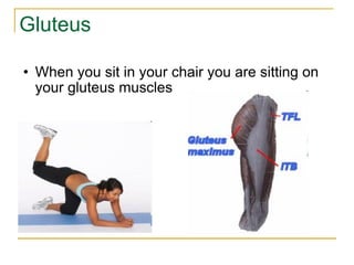 Gluteus When you sit in your chair you are sitting on your gluteus muscles 