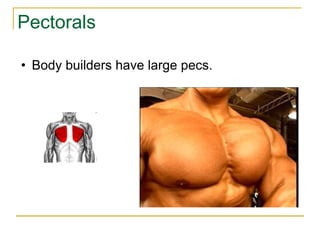 Pectorals Body builders have large pecs. 