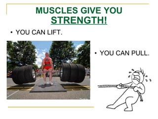 MUSCLES GIVE YOU  STRENGTH! YOU CAN LIFT. YOU CAN PULL. 