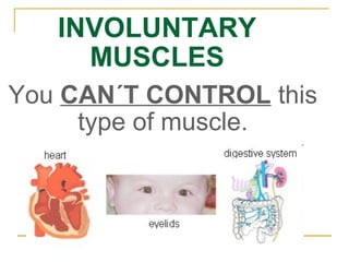 INVOLUNTARY MUSCLES You   CAN´T CONTROL   this type of muscle. 