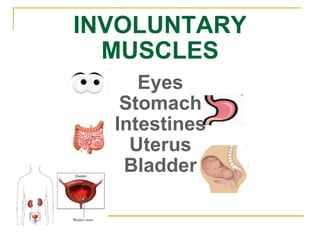 INVOLUNTARY MUSCLES Eyes Stomach Intestines Uterus Bladder 