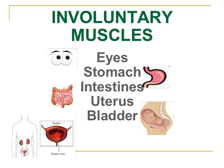 Muscular system