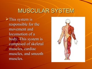 MUSCULAR SYSTEM ,[object Object]