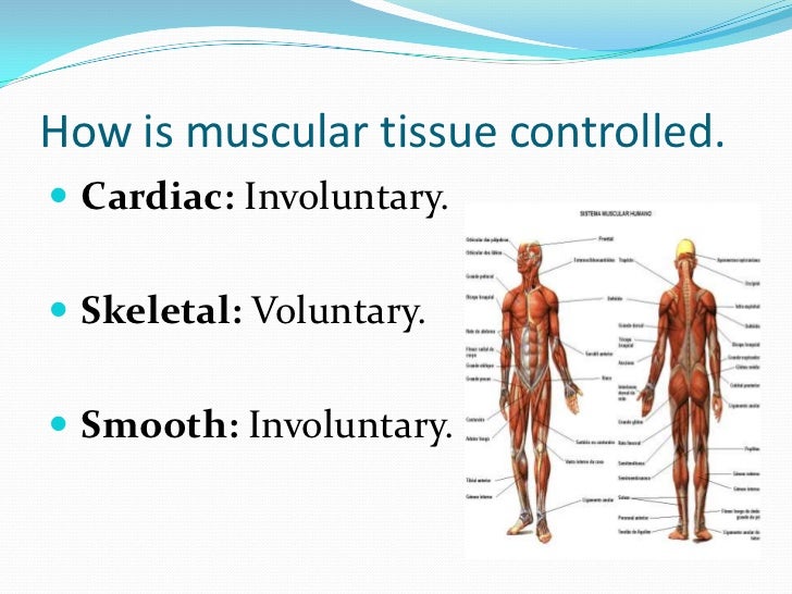 Muscular System muscular-system