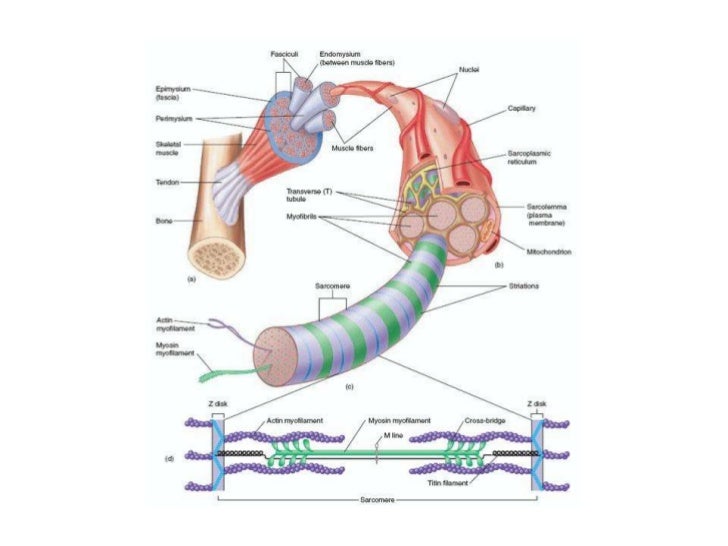 Muscular system