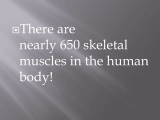 There are
 nearly 650 skeletal
 muscles in the human
 body!
 