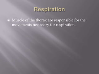    Muscle of the thorax are responsible for the
    movements necessary for respiration.
 