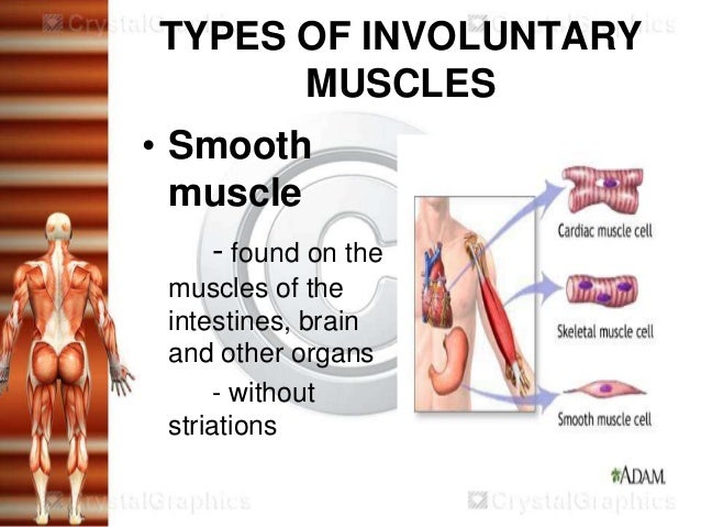 Muscular system