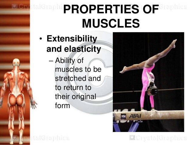 Muscular system