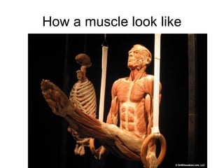 How a muscle look like
 