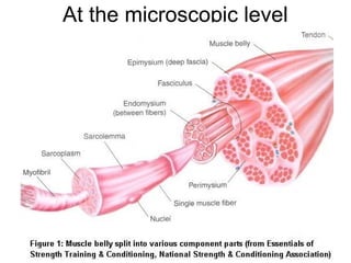 At the microscopic level
 
