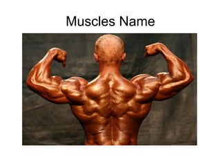 Muscles Name
 