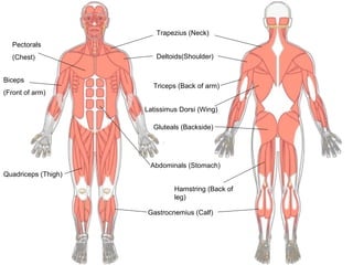 Trapezius (Neck)
  Pectorals
  (Chest)               Deltoids(Shoulder)


Biceps
                       Triceps (Back of arm)
(Front of arm)

                     Latissimus Dorsi (Wing)

                       Gluteals (Backside)




                      Abdominals (Stomach)
Quadriceps (Thigh)

                              Hamstring (Back of
                              leg)

                      Gastrocnemius (Calf)
 