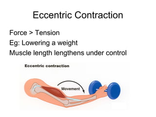 Eccentric Contraction
Force > Tension
Eg: Lowering a weight
Muscle length lengthens under control
 
