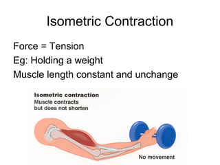 Isometric Contraction
Force = Tension
Eg: Holding a weight
Muscle length constant and unchange
 