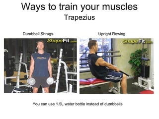 Ways to train your muscles
                     Trapezius

Dumbbell Shrugs                         Upright Rowing




    You can use 1.5L water bottle instead of dumbbells
 