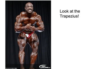 Look at the
Trapezius!
 