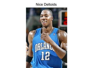 Nice Deltoids
 