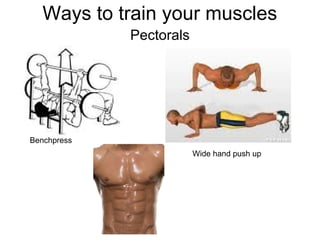 Ways to train your muscles
             Pectorals




Benchpress
                         Wide hand push up
 
