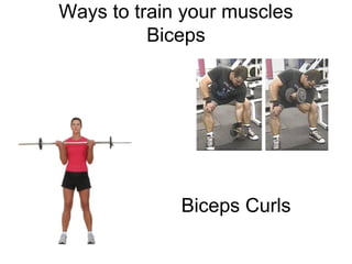 Ways to train your muscles
          Biceps




             Biceps Curls
 