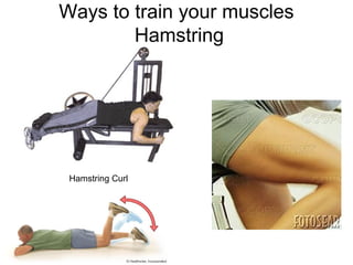 Ways to train your muscles
        Hamstring




 Hamstring Curl
 