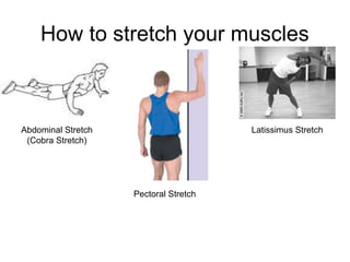 How to stretch your muscles



Abdominal Stretch                      Latissimus Stretch
 (Cobra Stretch)




                    Pectoral Stretch
 