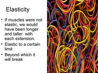 Elasticity
• If muscles were not
  elastic, we would
  have been longer
  and taller with
  each extension.
• Elastic to a certain
  limit
• Beyond which it
  will break
 