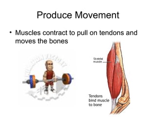 Produce Movement
• Muscles contract to pull on tendons and
  moves the bones
 