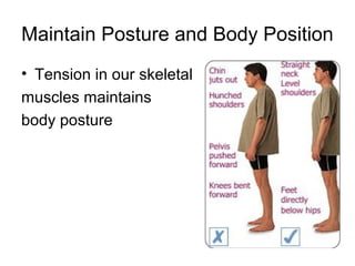 Maintain Posture and Body Position
• Tension in our skeletal
muscles maintains
body posture
 