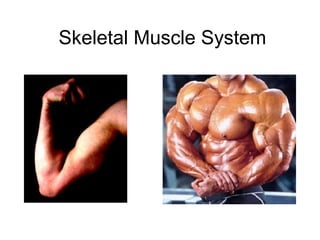 Skeletal Muscle System
 