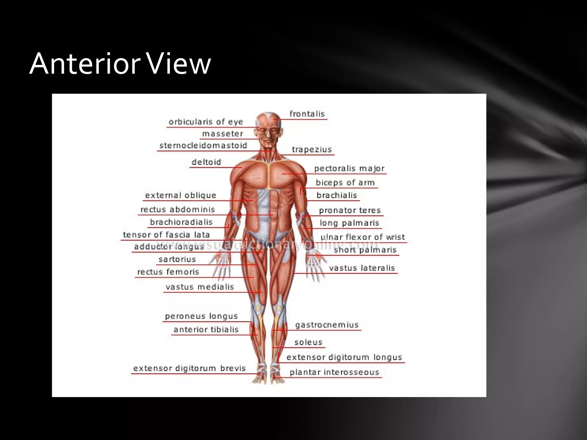 Muscular system: M- mobility, U- unity, S- strength, C- coordination, L ...