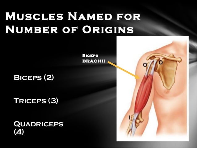 Muscular System M Mobility U Unity S Strength C Coordination