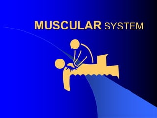 MUSCULAR SYSTEM

 