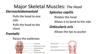 Major Skeletal Muscles: The Head
Sternocleidomastoid
Pulls the head to one
side
Pulls the head to the
chest

Frontalis
Raises the eyebrows

Splenius capitis
Rotates the head
Allows it to bend to the side

Orbicularis oris
Allows the lips to pucker

 