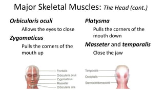 Major Skeletal Muscles: The Head (cont.)
Orbicularis oculi
Allows the eyes to close

Zygomaticus
Pulls the corners of the
mouth up

Platysma
Pulls the corners of the
mouth down

Masseter and temporalis
Close the jaw

 