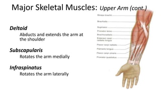 Major Skeletal Muscles: Upper Arm (cont.)
Deltoid
Abducts and extends the arm at
the shoulder

Subscapularis
Rotates the arm medially

Infraspinatus
Rotates the arm laterally

 