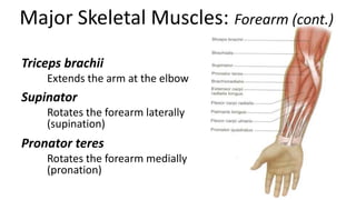 Major Skeletal Muscles: Forearm (cont.)
Triceps brachii
Extends the arm at the elbow

Supinator
Rotates the forearm laterally
(supination)

Pronator teres
Rotates the forearm medially
(pronation)

 