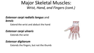 Major Skeletal Muscles:
Wrist, Hand, and Fingers (cont.)
Extensor carpi radialis longus and
brevis
Extend the wrist and abduct the hand

Extensor carpi ulnaris
Extends the wrist

Extensor digitorum
Extends the fingers, but not the thumb

 