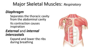 Major Skeletal Muscles: Respiratory
Diaphragm
Separates the thoracic cavity
from the abdominal cavity
Its contraction causes
inspiration

External and internal
intercostals
Expand and lower the ribs
during breathing

 