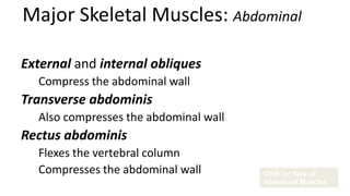Major Skeletal Muscles: Abdominal
External and internal obliques
Compress the abdominal wall

Transverse abdominis
Also compresses the abdominal wall

Rectus abdominis
Flexes the vertebral column
Compresses the abdominal wall

Click for View of
Abdominal Muscles

 