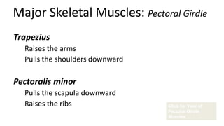 Major Skeletal Muscles: Pectoral Girdle
Trapezius
Raises the arms
Pulls the shoulders downward

Pectoralis minor
Pulls the scapula downward
Raises the ribs

Click for View of
Pectoral Girdle
Muscles

 