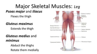 Major Skeletal Muscles: Leg
Psoas major and iliacus
Flexes the thigh

Gluteus maximus
Extends the thigh

Gluteus medius and
minimus
Abduct the thighs
Rotate them medially

 