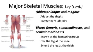 Major Skeletal Muscles: Leg (cont.)
Adductor longus and magnus
Adduct the thighs
Rotate them laterally

Biceps femoris, semitendinosus, and
semimembranosus
Known as the hamstring group
Flex the leg at the knee
Extend the leg at the thigh

 