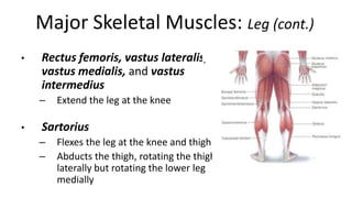 Major Skeletal Muscles: Leg (cont.)
•

Rectus femoris, vastus lateralis,
vastus medialis, and vastus
intermedius
–

•

Extend the leg at the knee

Sartorius
–
–

Flexes the leg at the knee and thigh
Abducts the thigh, rotating the thigh
laterally but rotating the lower leg
medially

 